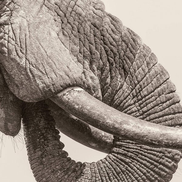 World Elephant Day